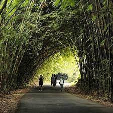 Menyatu dengan Alam di Bali Bamboo Forest Penglipuran