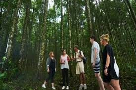 Petualangan Seru di Bali Jungle Trekking