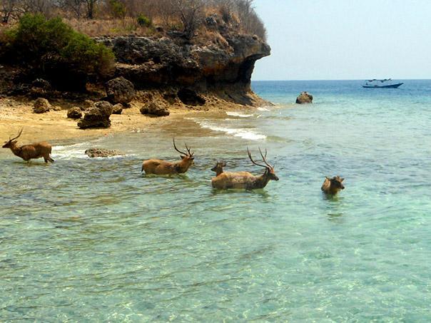 Pulau Menjangan, Surga Tersembunyi untuk Liburan di Bali Barat