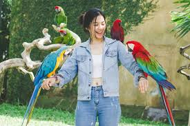 Bali Bird Park: Surga Edukatif dan Rekreatif bagi Pecinta Burung di Pulau Dewata